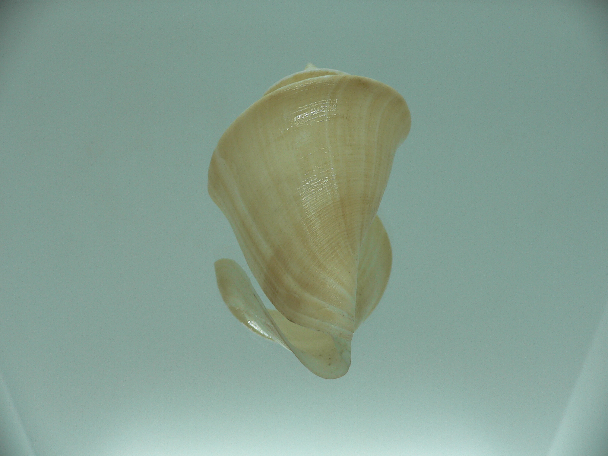 Thatcheria janae GIANT