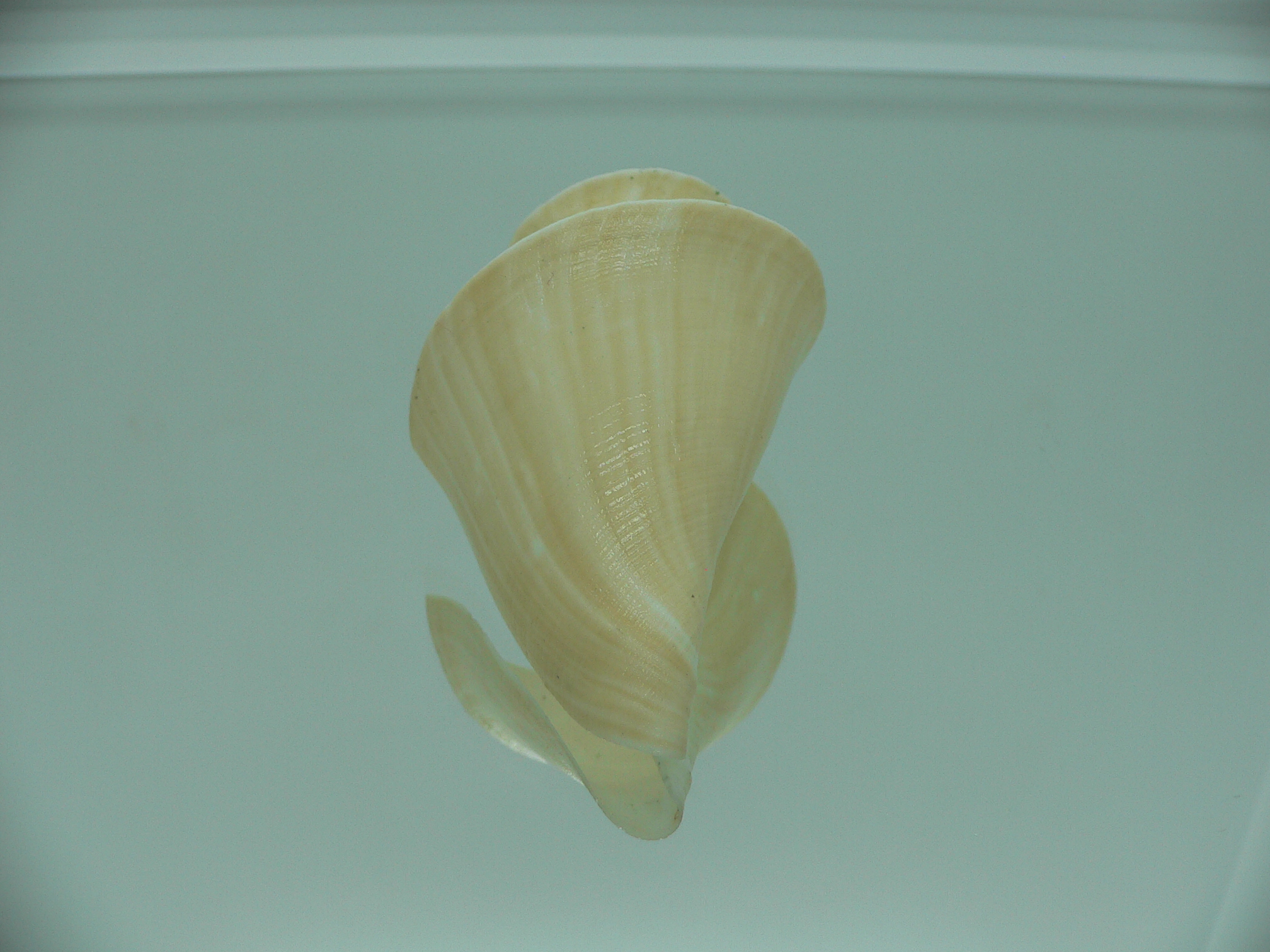 Thatcheria janae GIANT