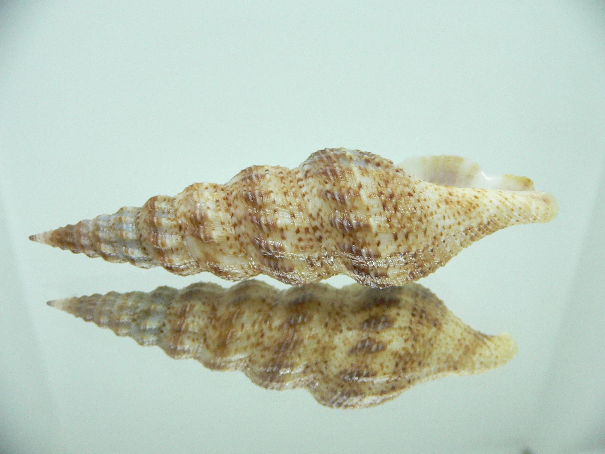 Clathrodrillia flavidula