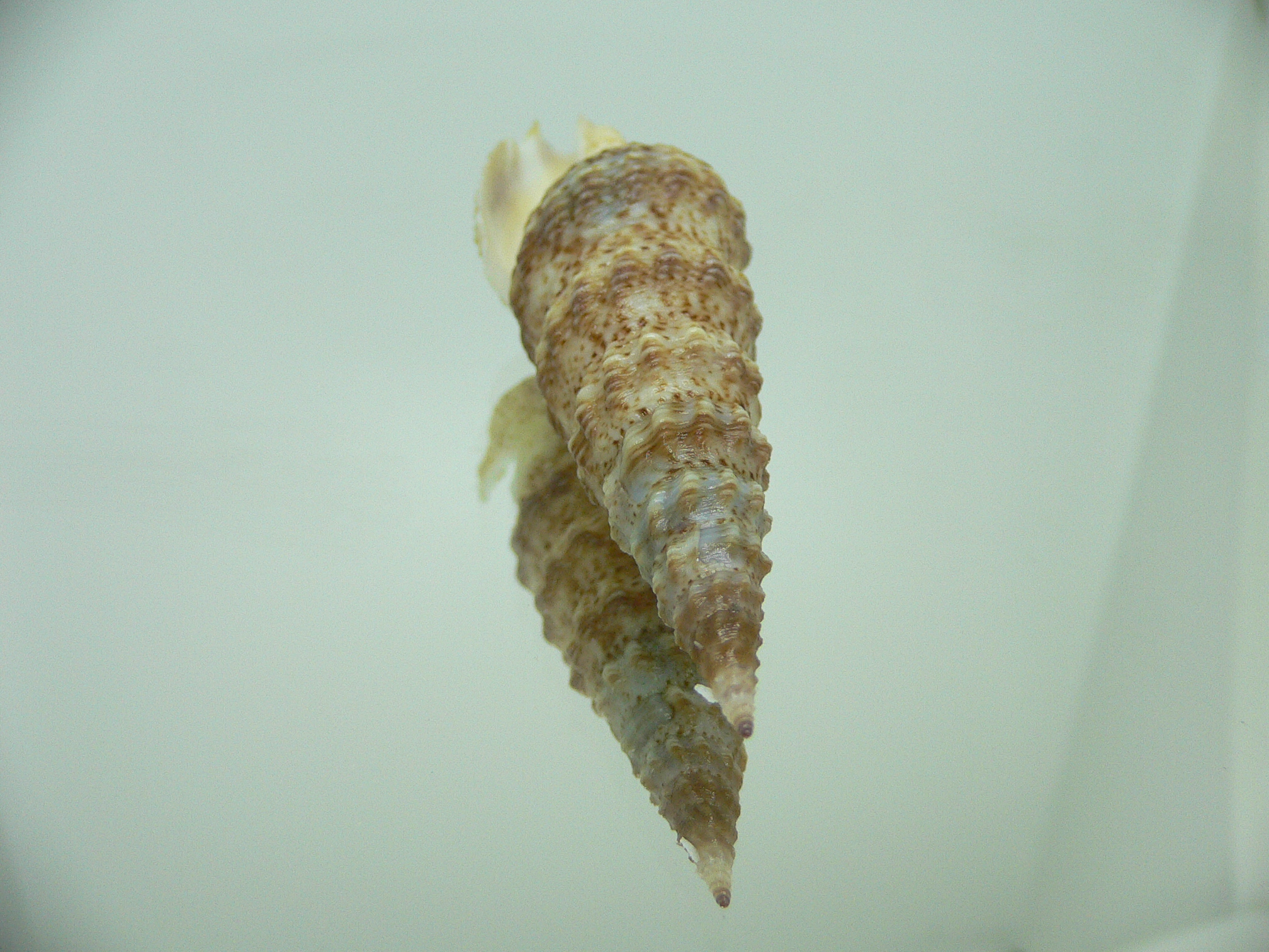 Clathrodrillia flavidula