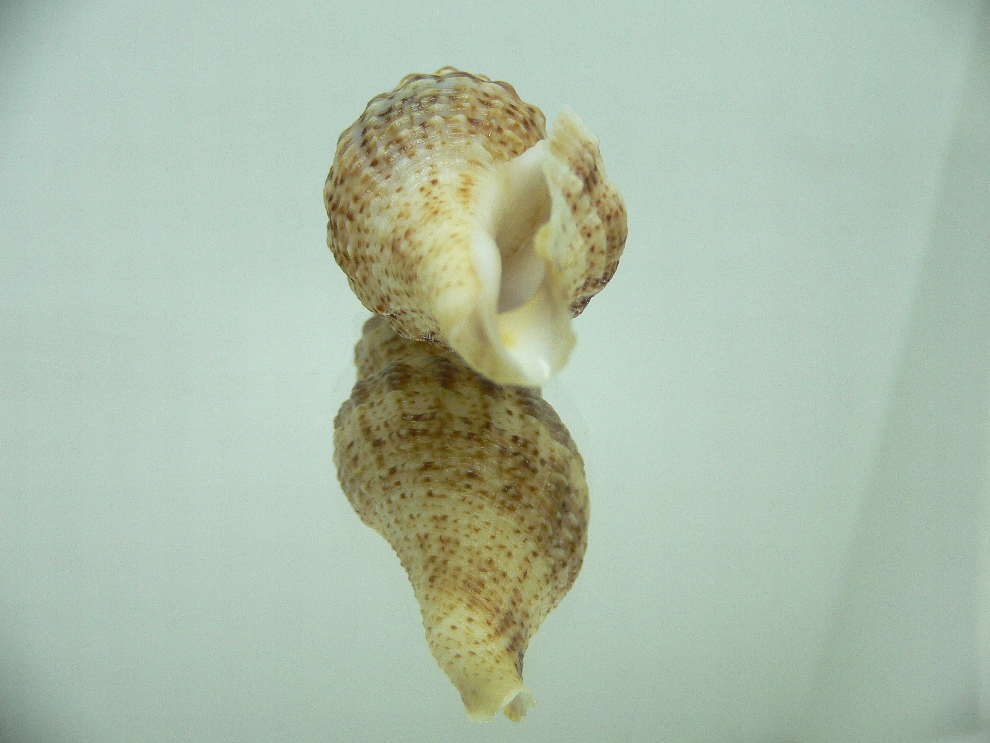 Clathrodrillia flavidula