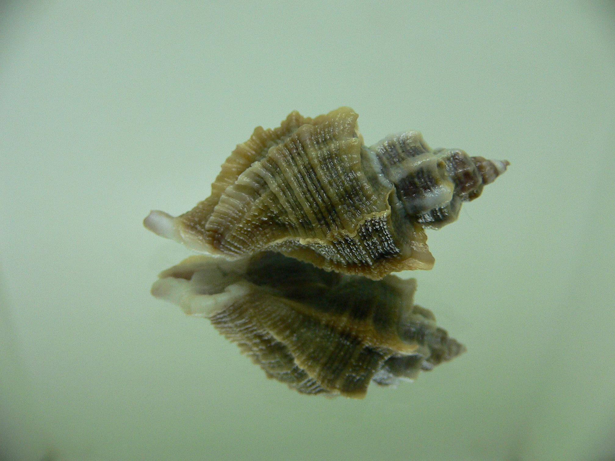 Ocenebra inornata NORTHERN FORM 18