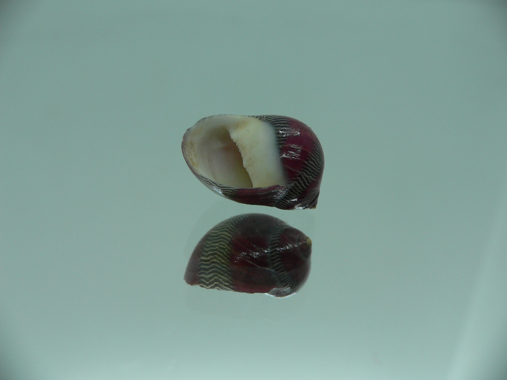 Neritina waigiensis BORDO