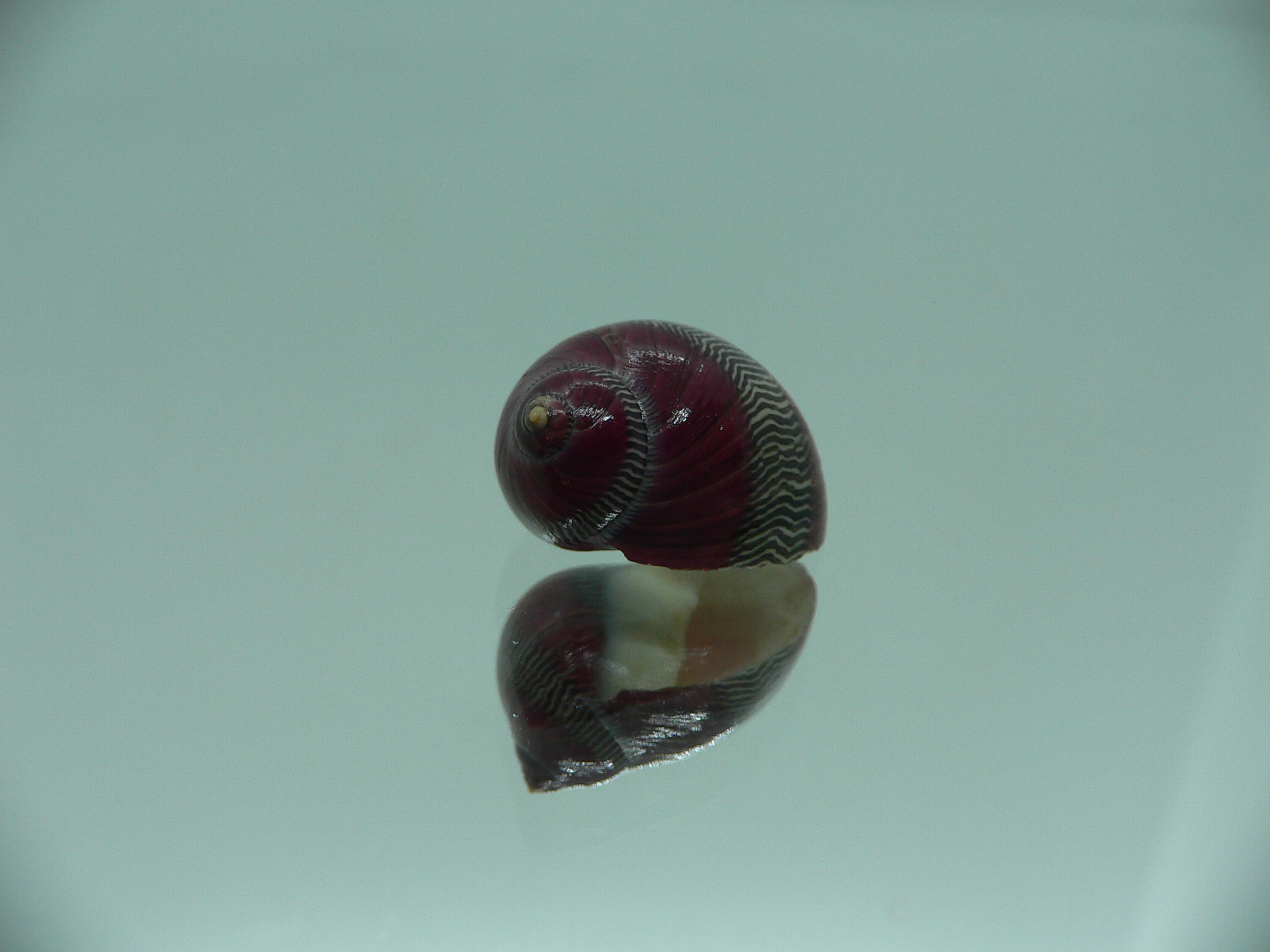 Neritina waigiensis BORDO