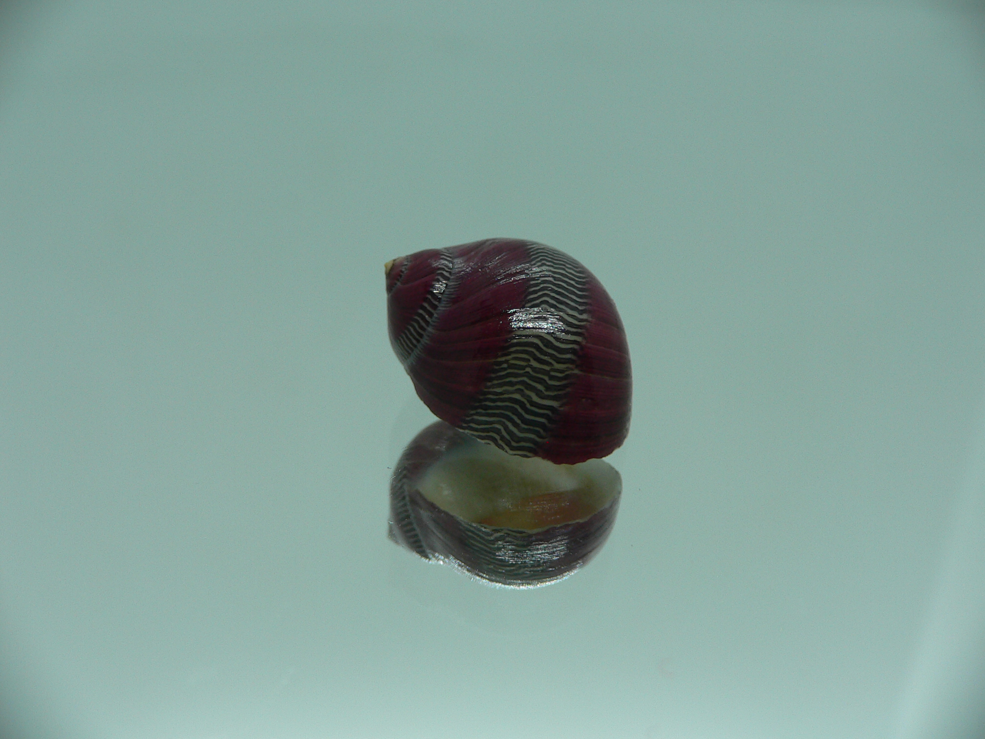Neritina waigiensis BORDO