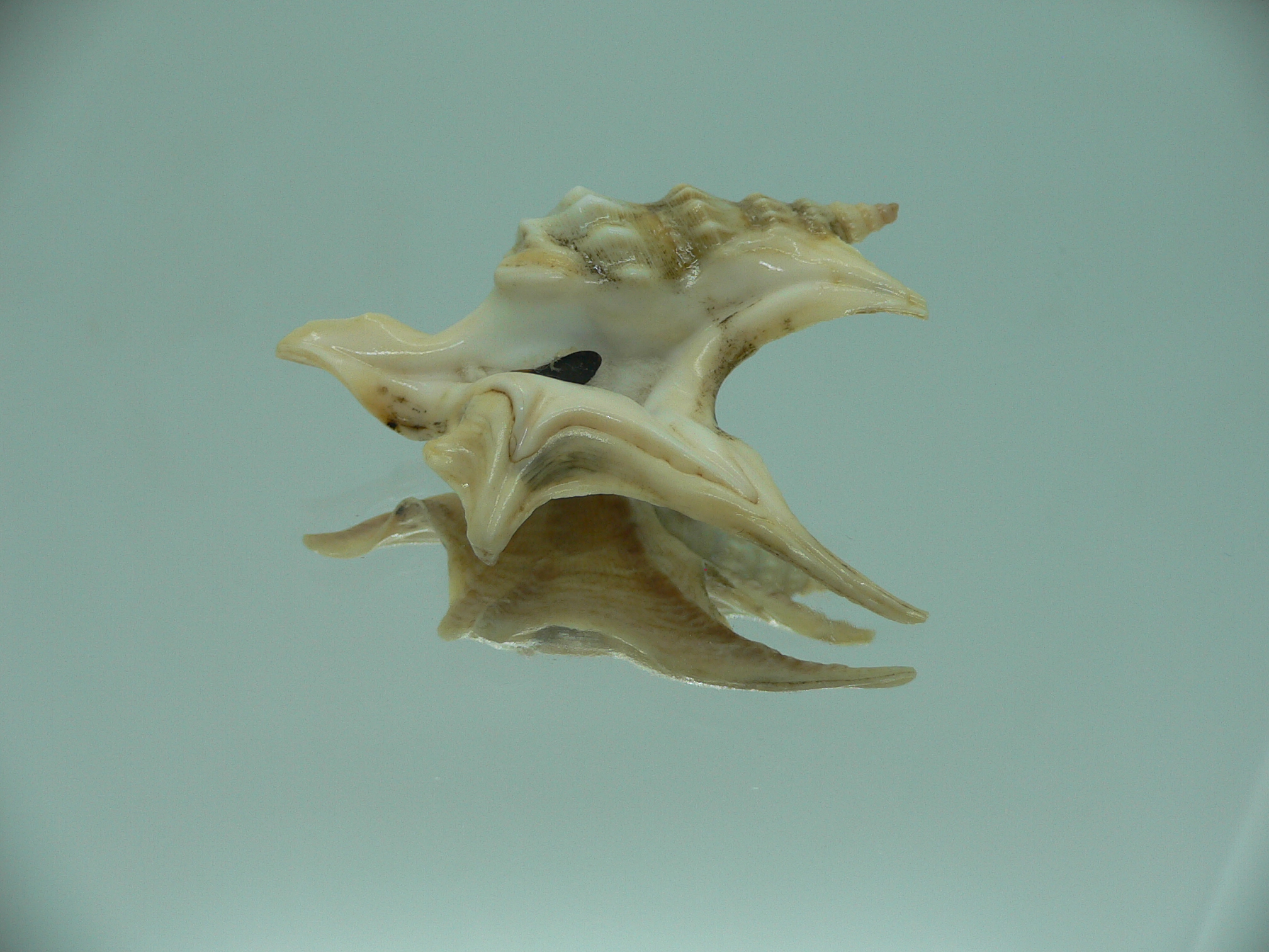 Aporrhais pespelecani COLOR