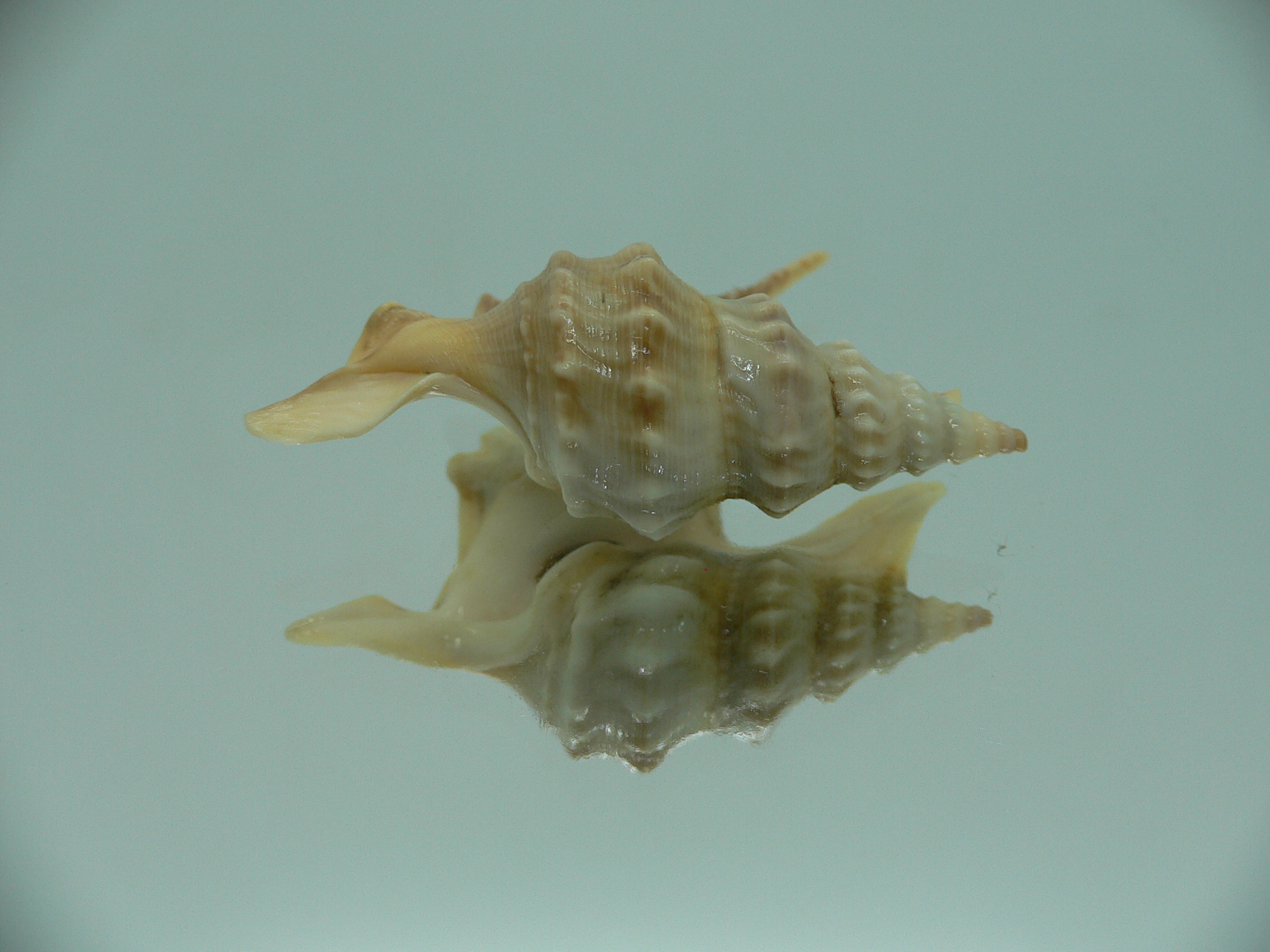 Aporrhais pespelecani COLOR