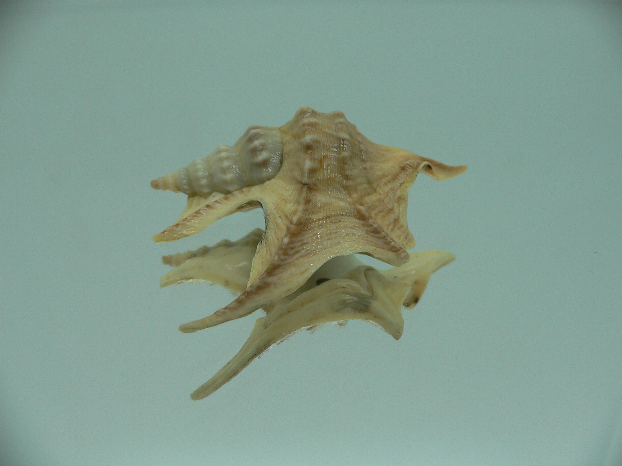 Aporrhais pespelecani COLOR