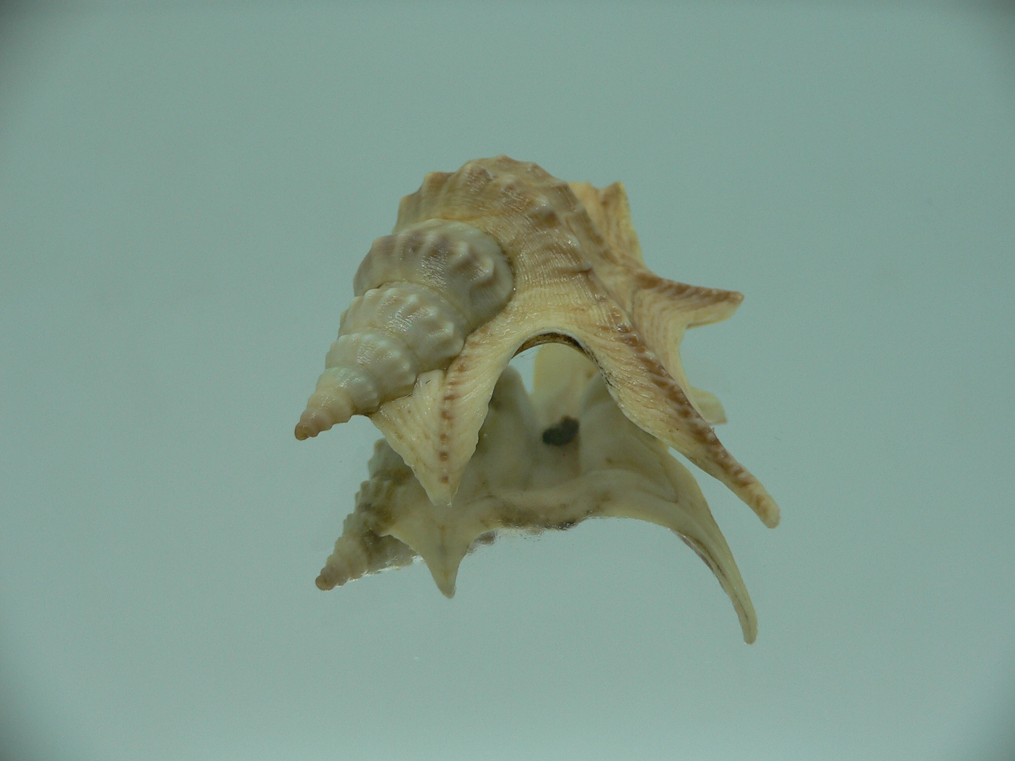 Aporrhais pespelecani COLOR