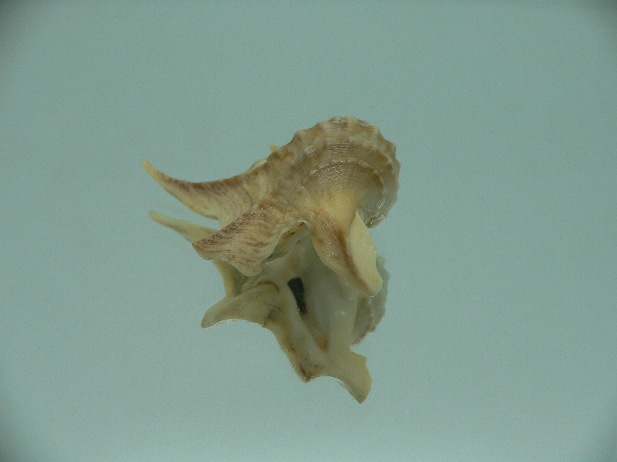 Aporrhais pespelecani COLOR