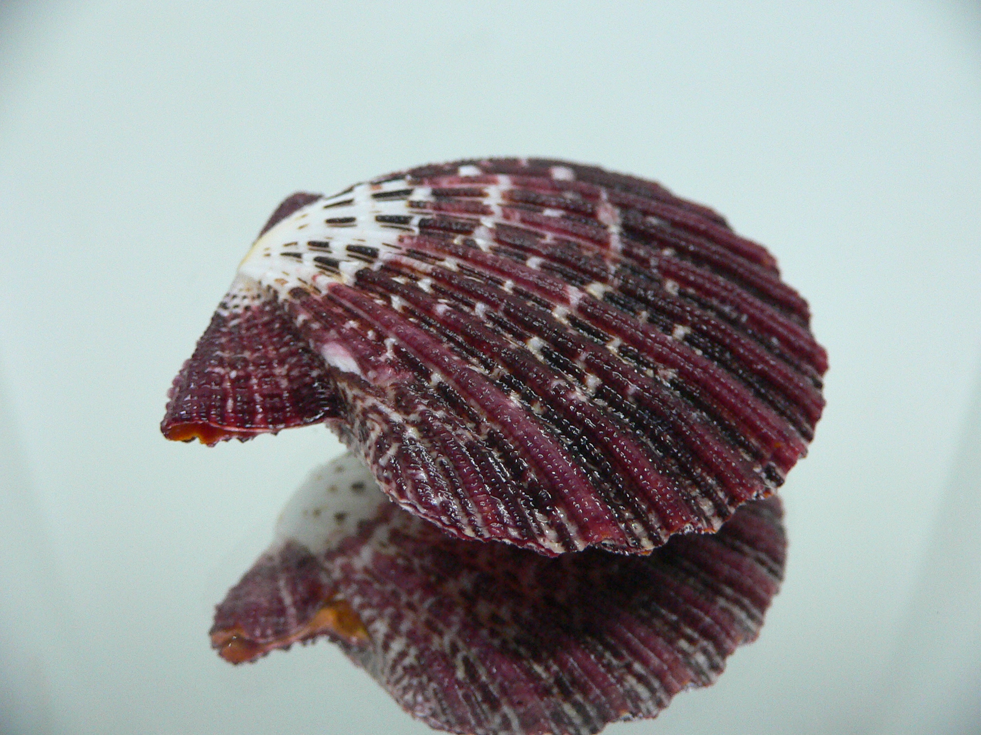 Gloripallium pallium DARK & CONVEX