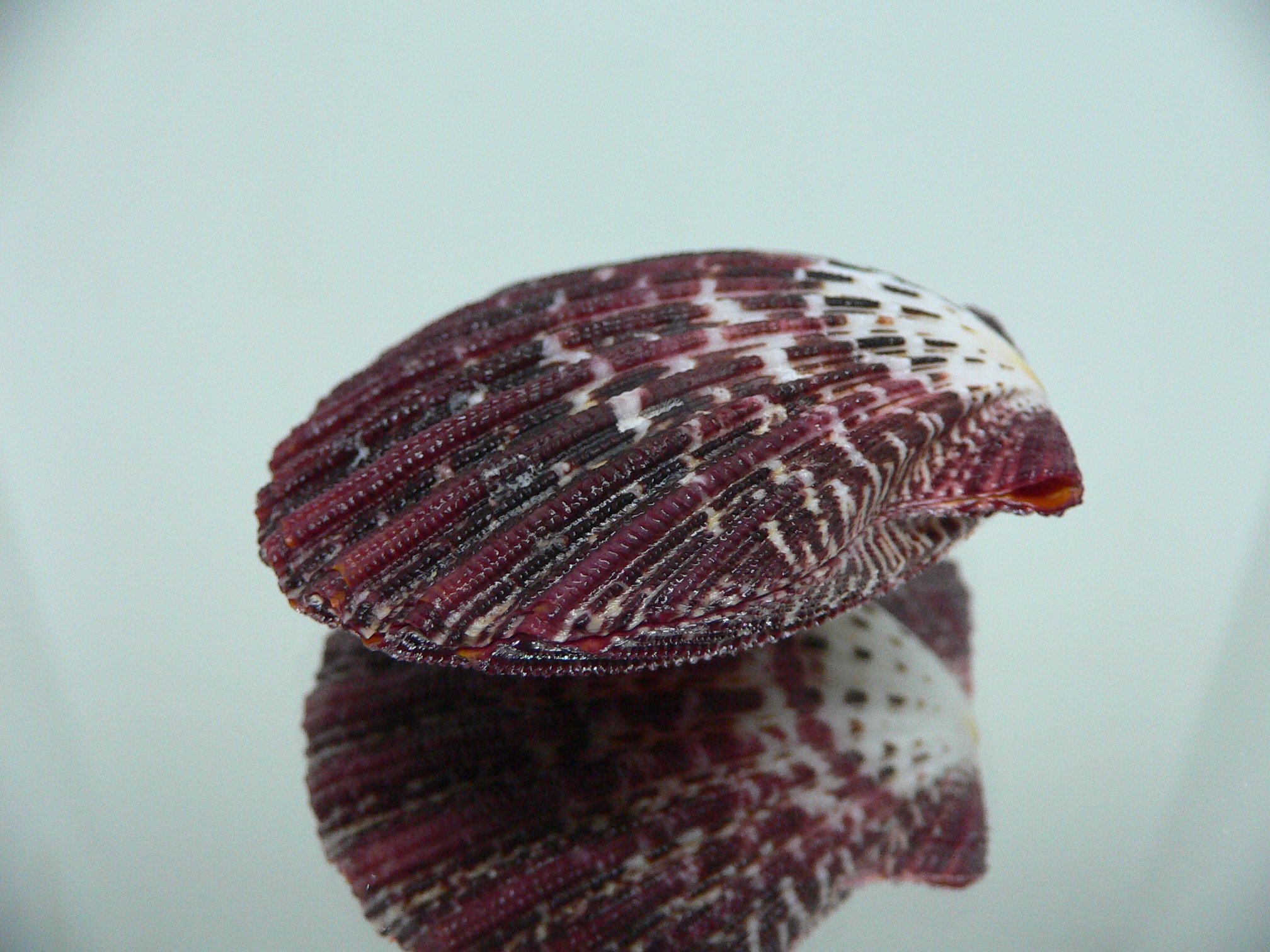 Gloripallium pallium DARK & CONVEX