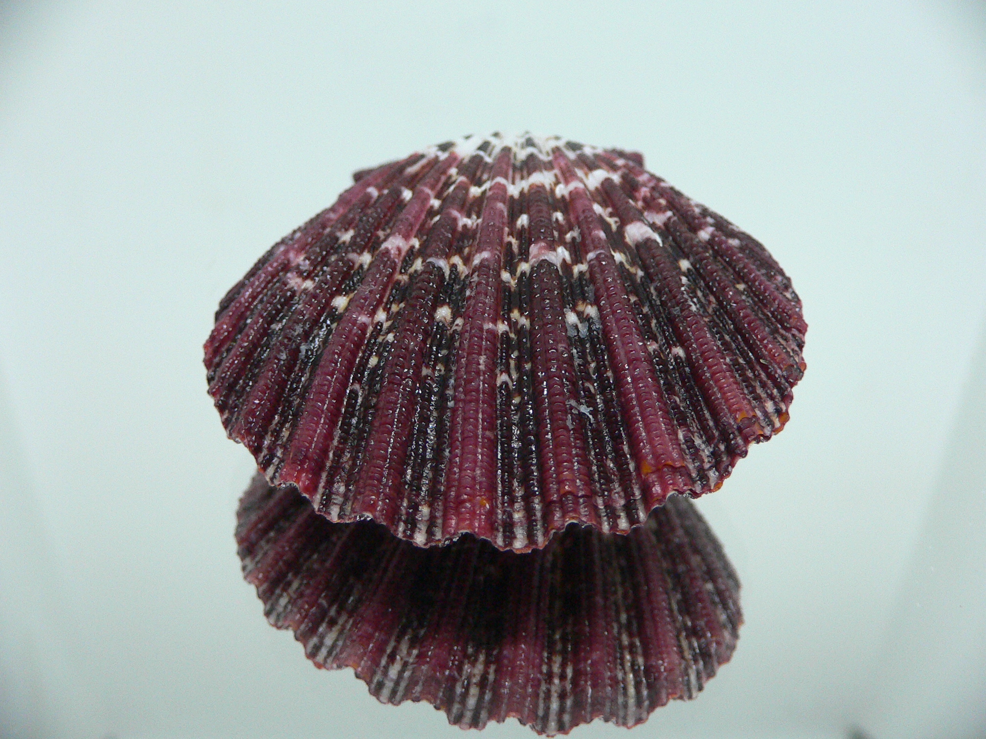 Gloripallium pallium DARK & CONVEX