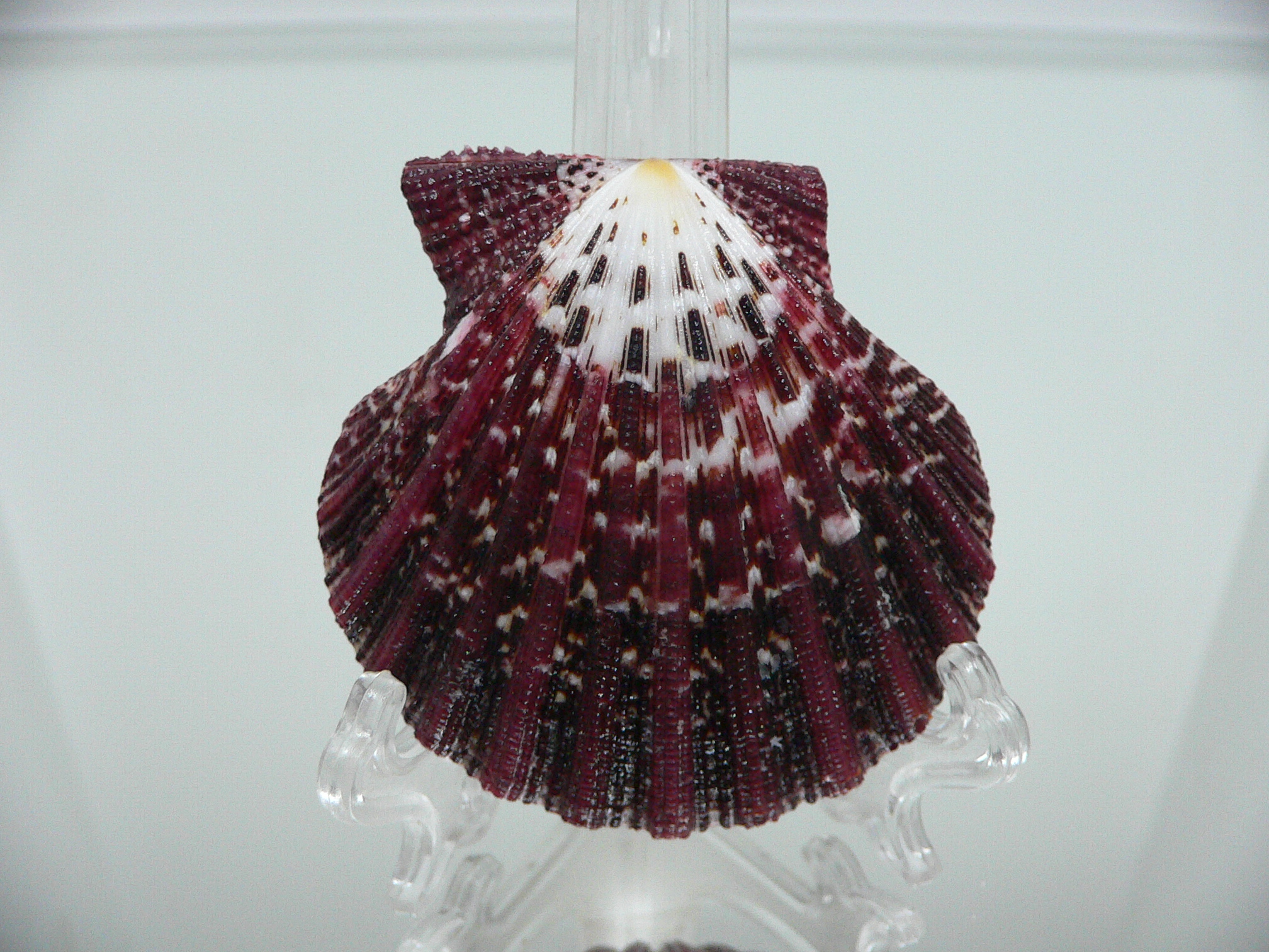 Gloripallium pallium DARK & CONVEX