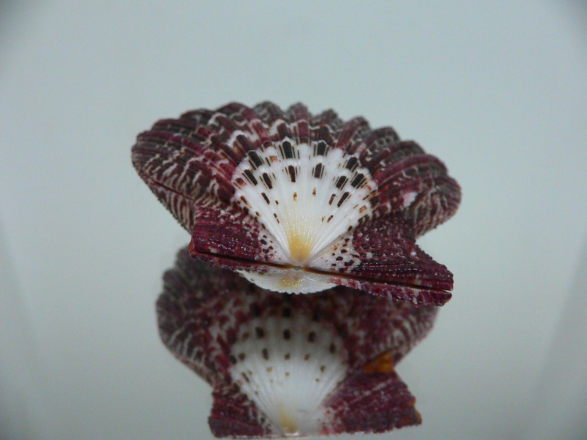 Gloripallium pallium DARK & CONVEX