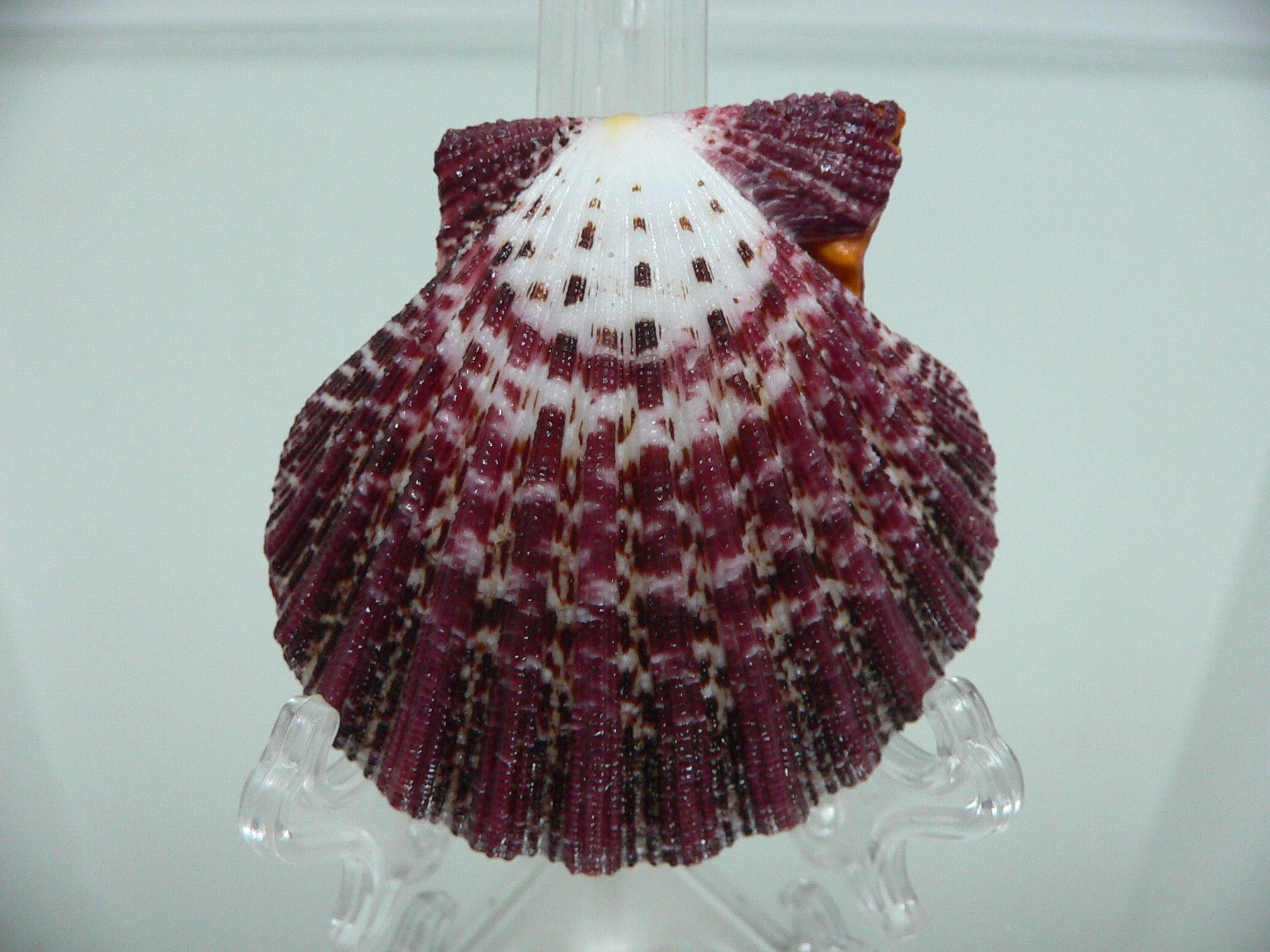 Gloripallium pallium DARK & CONVEX