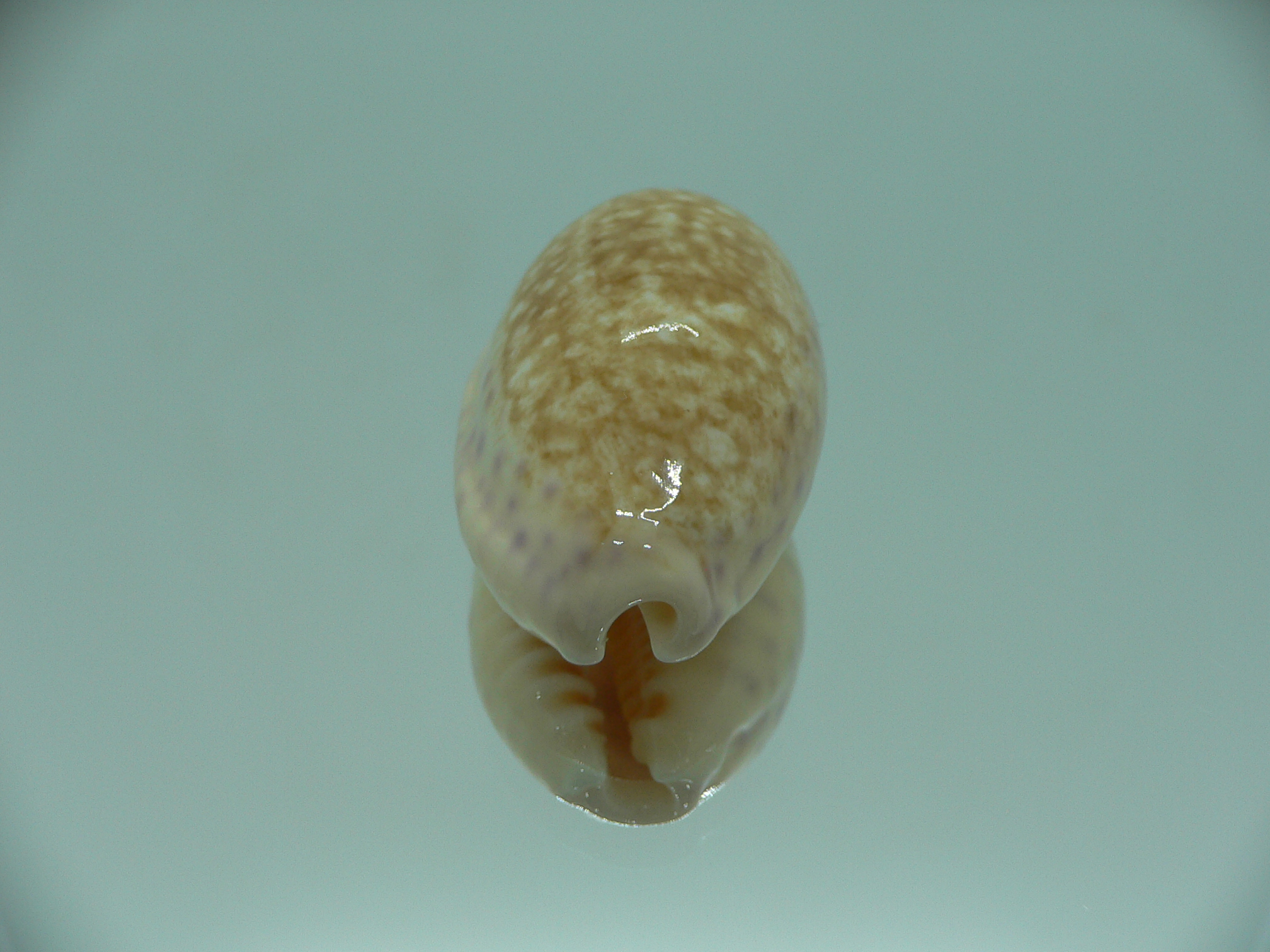 Cypraea chinensis chinensis BIG & IDEAL