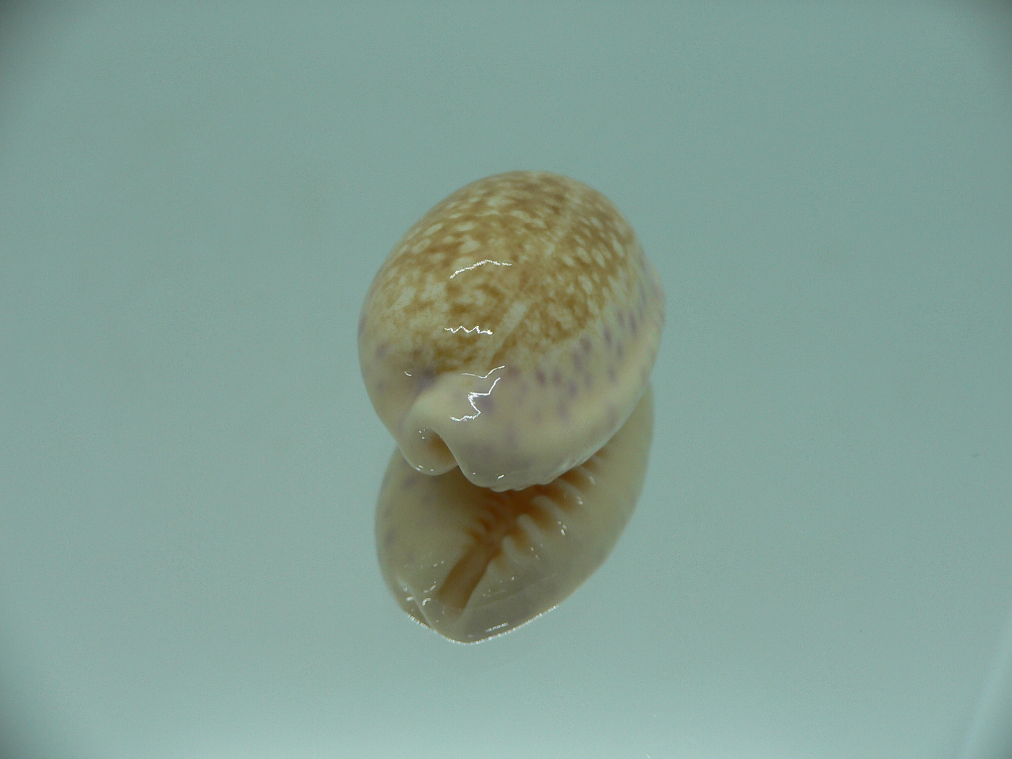 Cypraea chinensis chinensis BIG & IDEAL