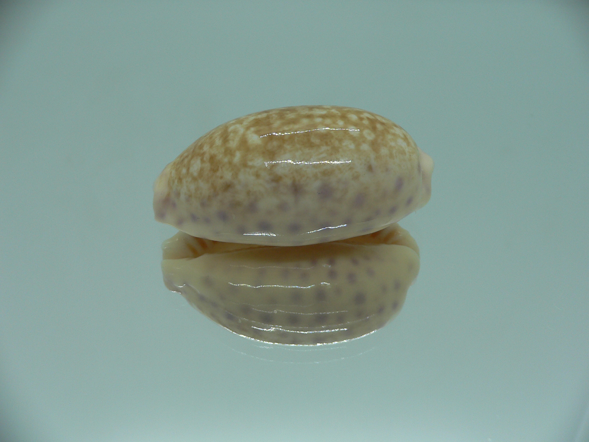 Cypraea chinensis chinensis BIG & IDEAL