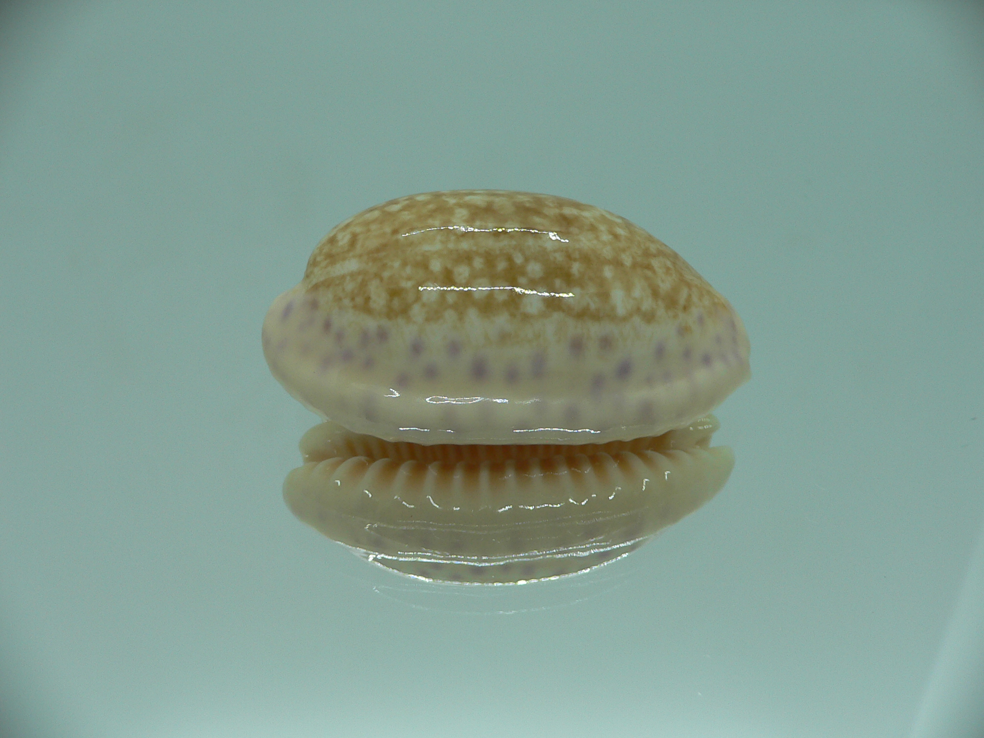 Cypraea chinensis chinensis BIG & IDEAL