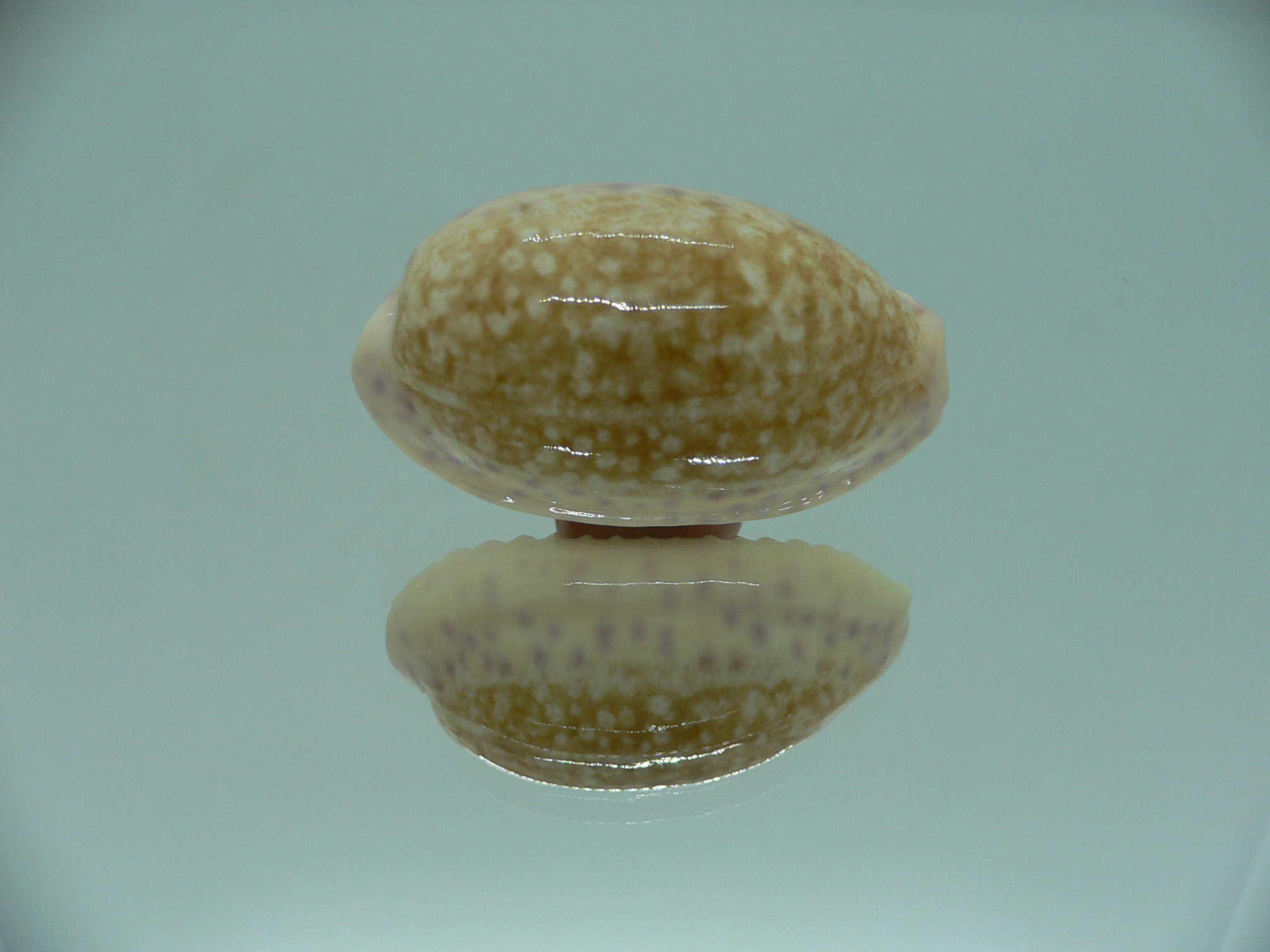 Cypraea chinensis chinensis BIG & IDEAL