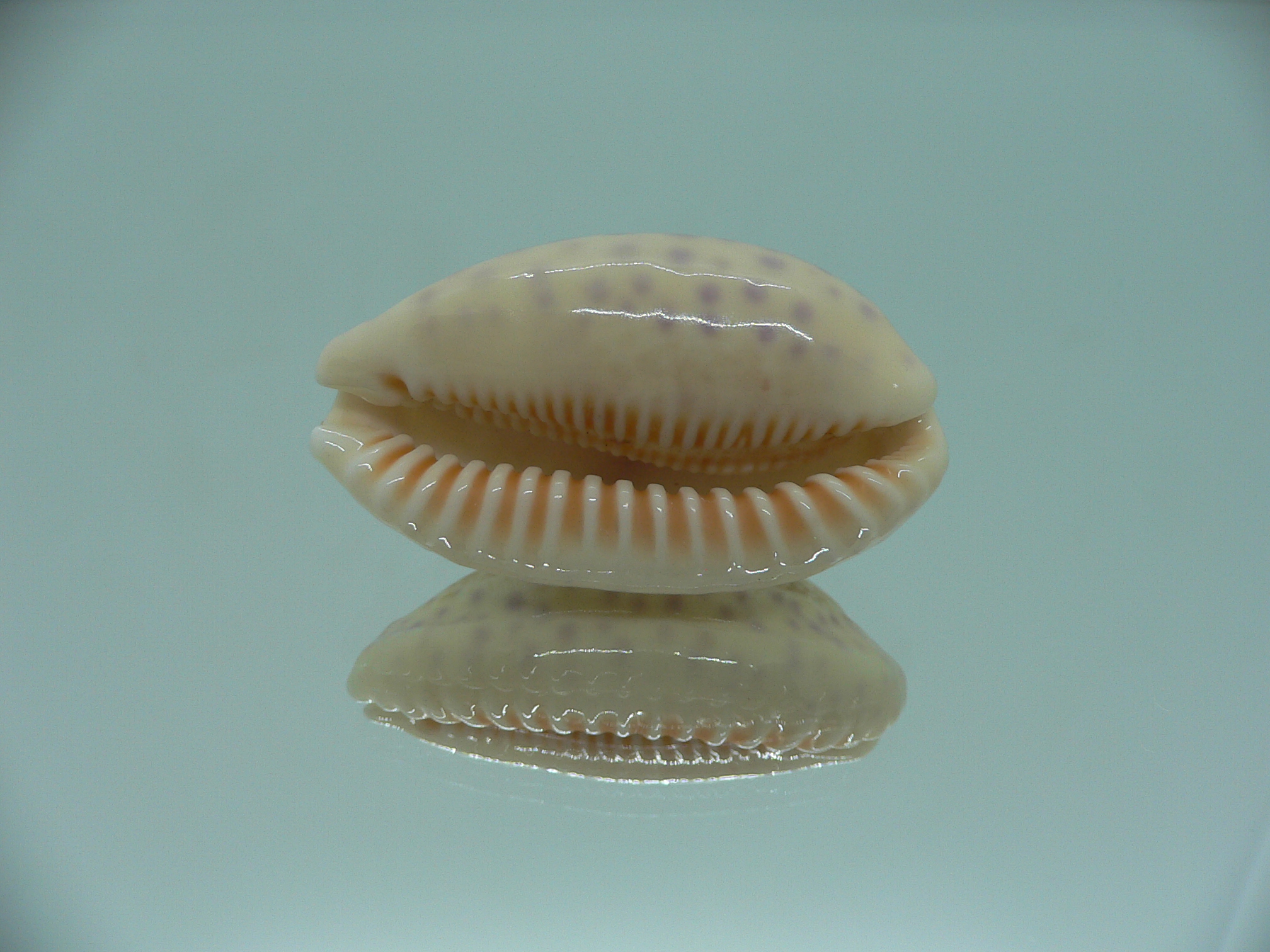 Cypraea chinensis chinensis BIG & IDEAL