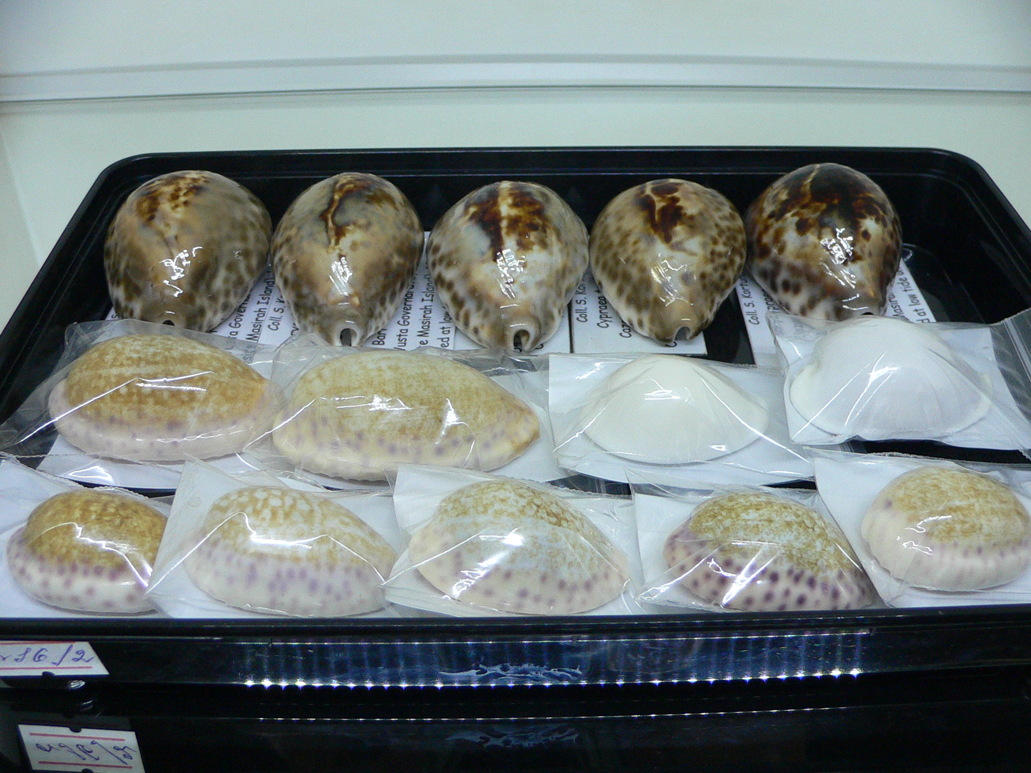 Cypraea chinensis chinensis BIG & IDEAL