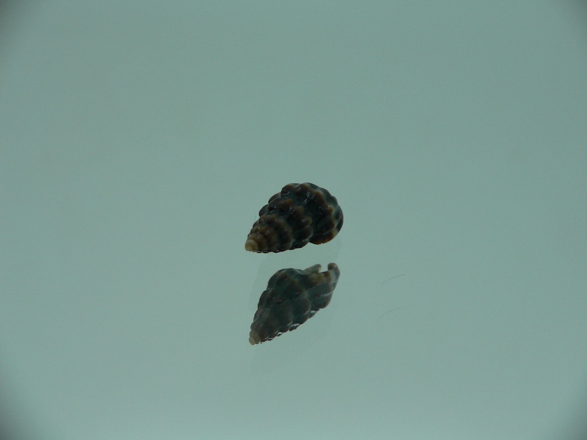 Nassarius (Hinia) fraterculus BIG & IDEAL