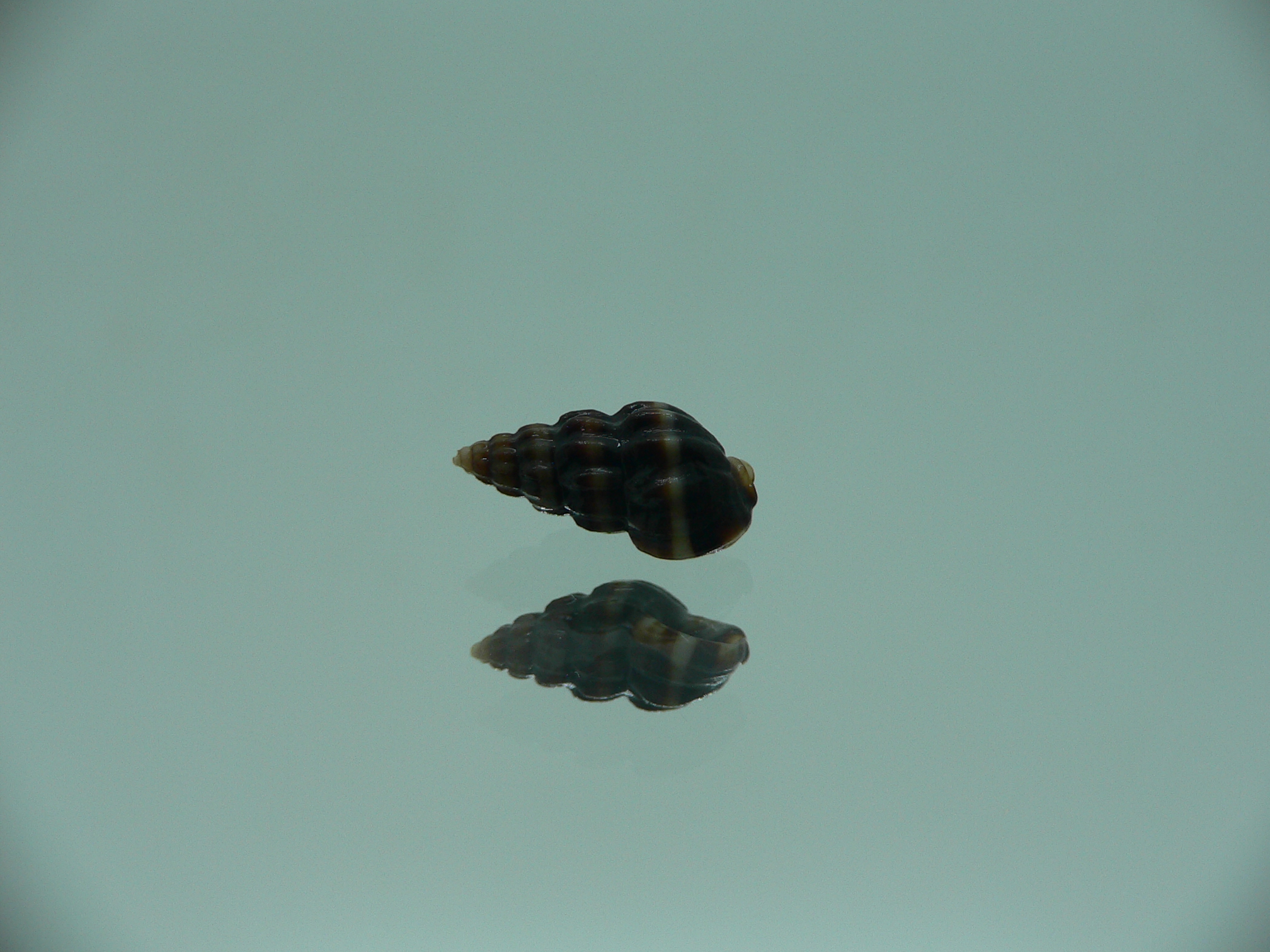 Nassarius (Hinia) fraterculus BIG & IDEAL