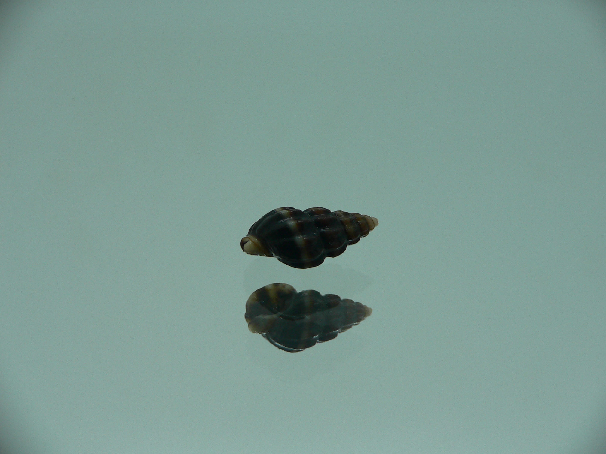 Nassarius (Hinia) fraterculus BIG & IDEAL