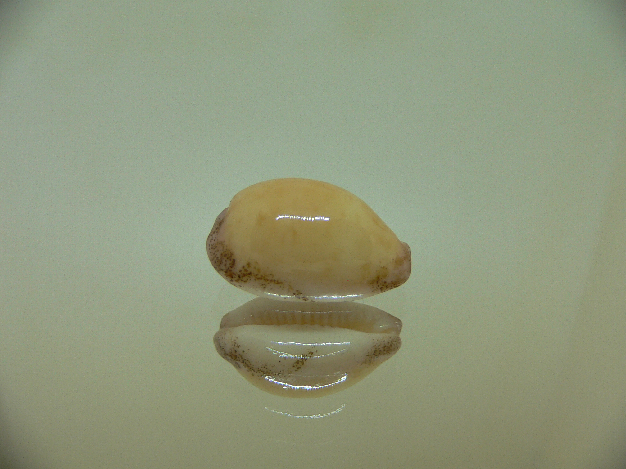 Cypraea cinerea cinerea