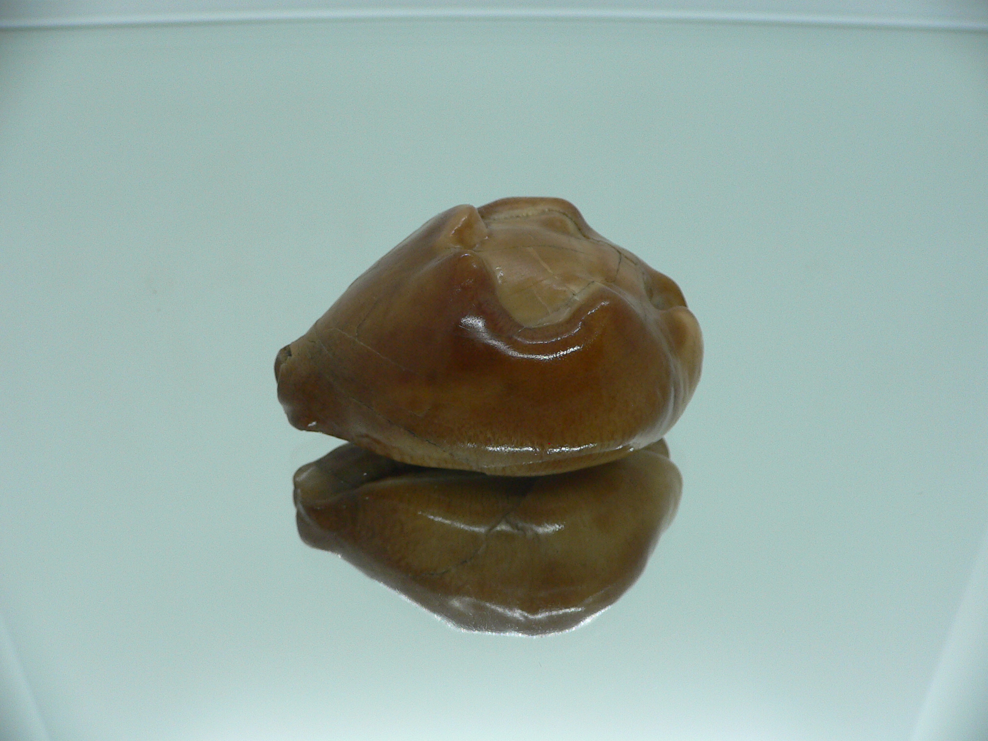 Barycypraea caputviperae WIDE