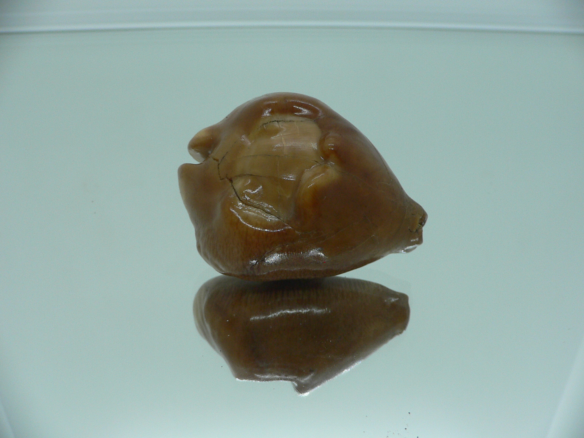 Barycypraea caputviperae WIDE