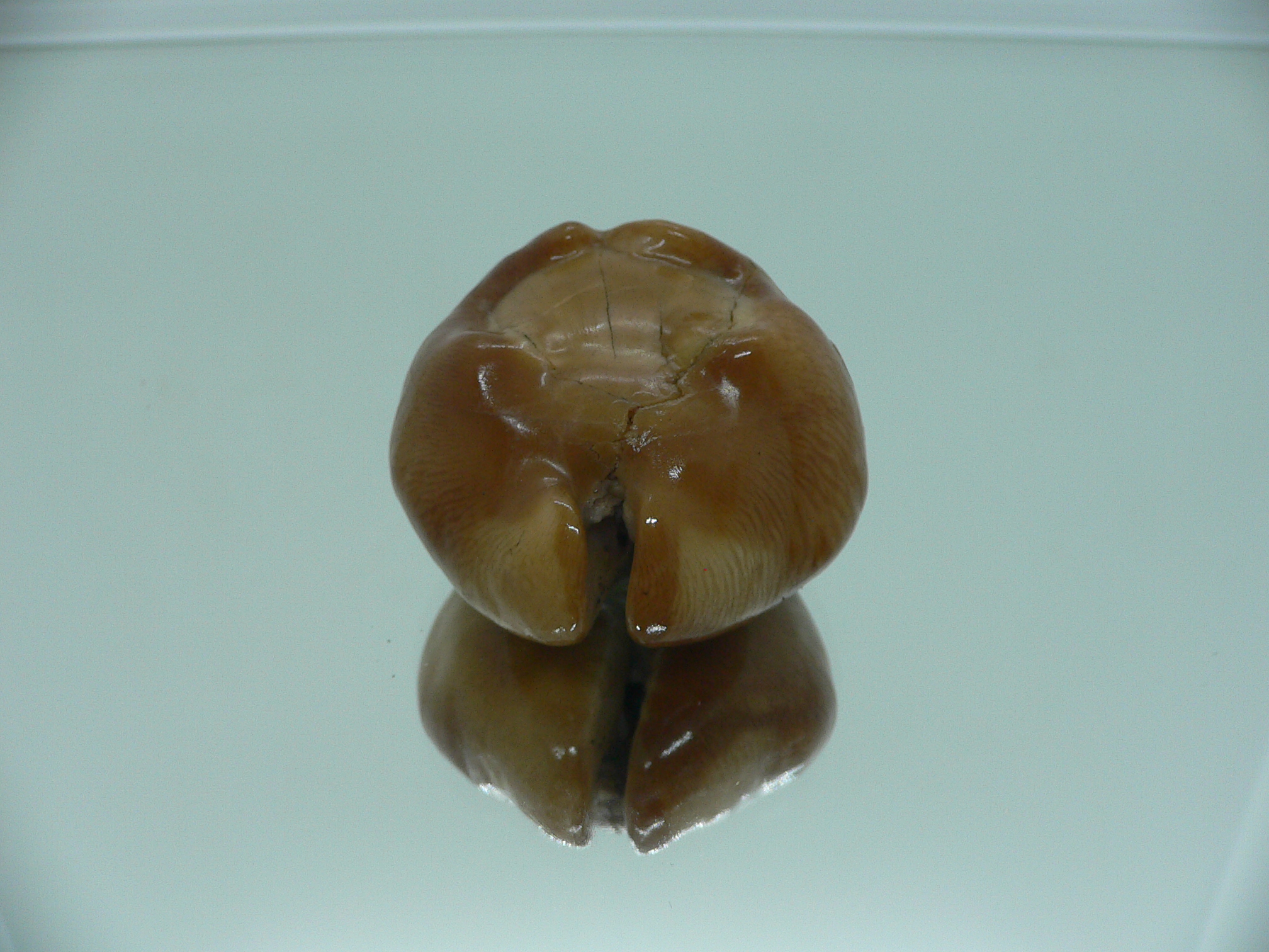 Barycypraea caputviperae WIDE