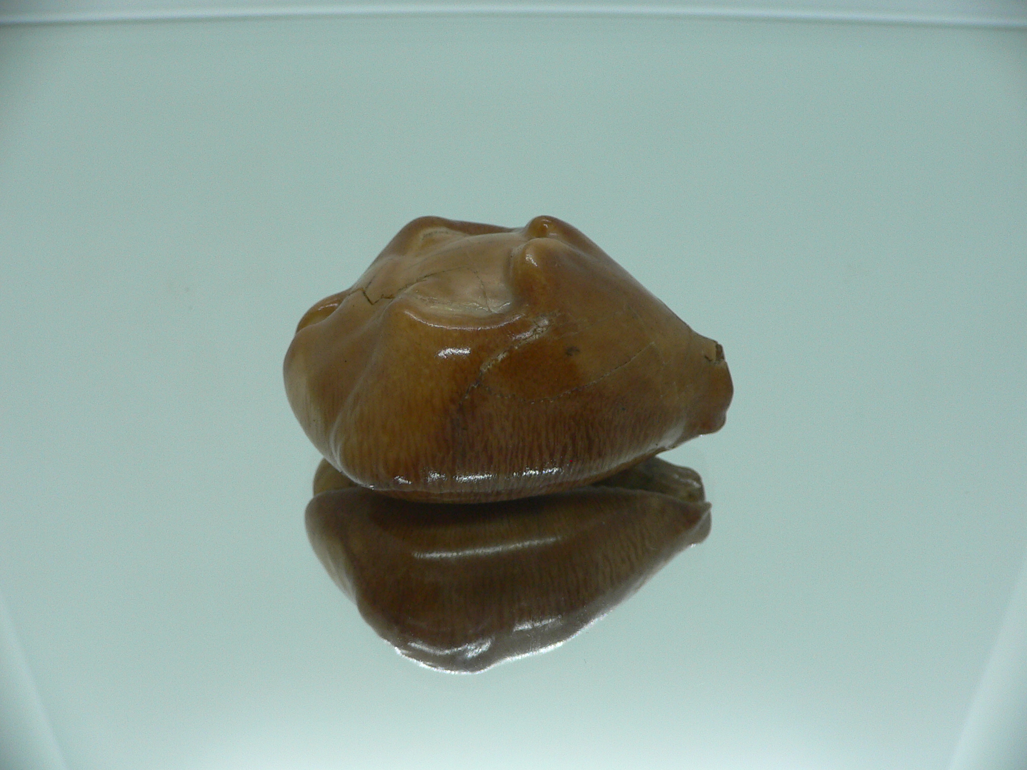 Barycypraea caputviperae WIDE