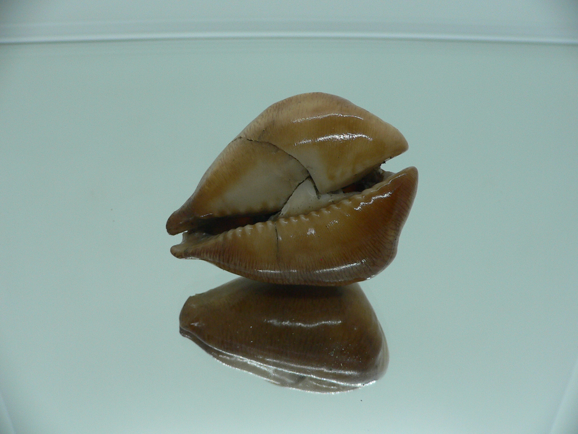 Barycypraea caputviperae WIDE