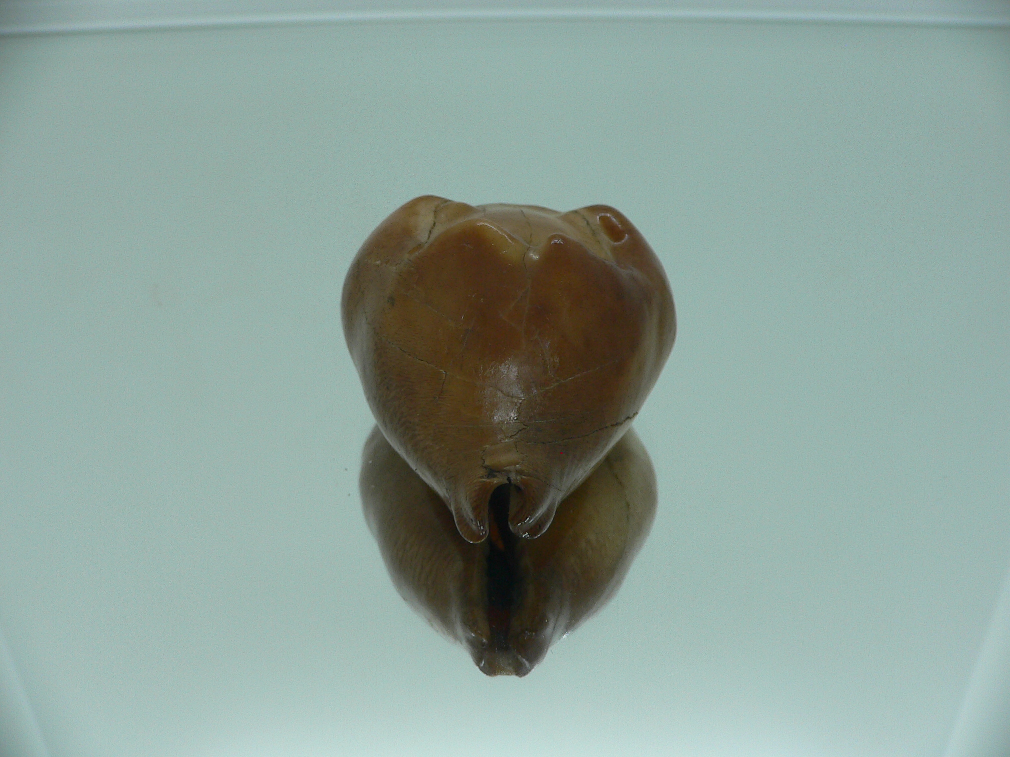 Barycypraea caputviperae WIDE