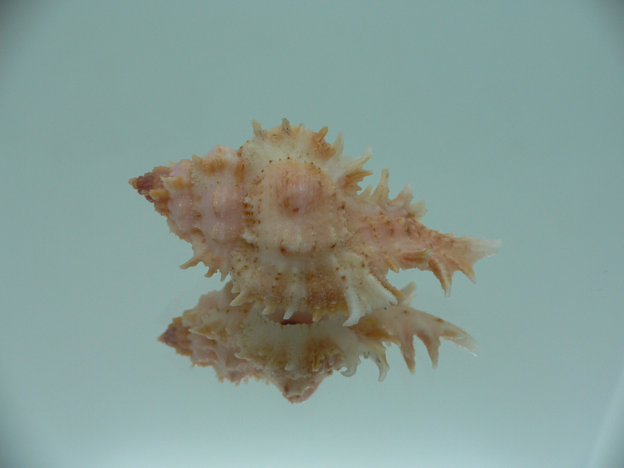 Chicomurex gloriosus PINK