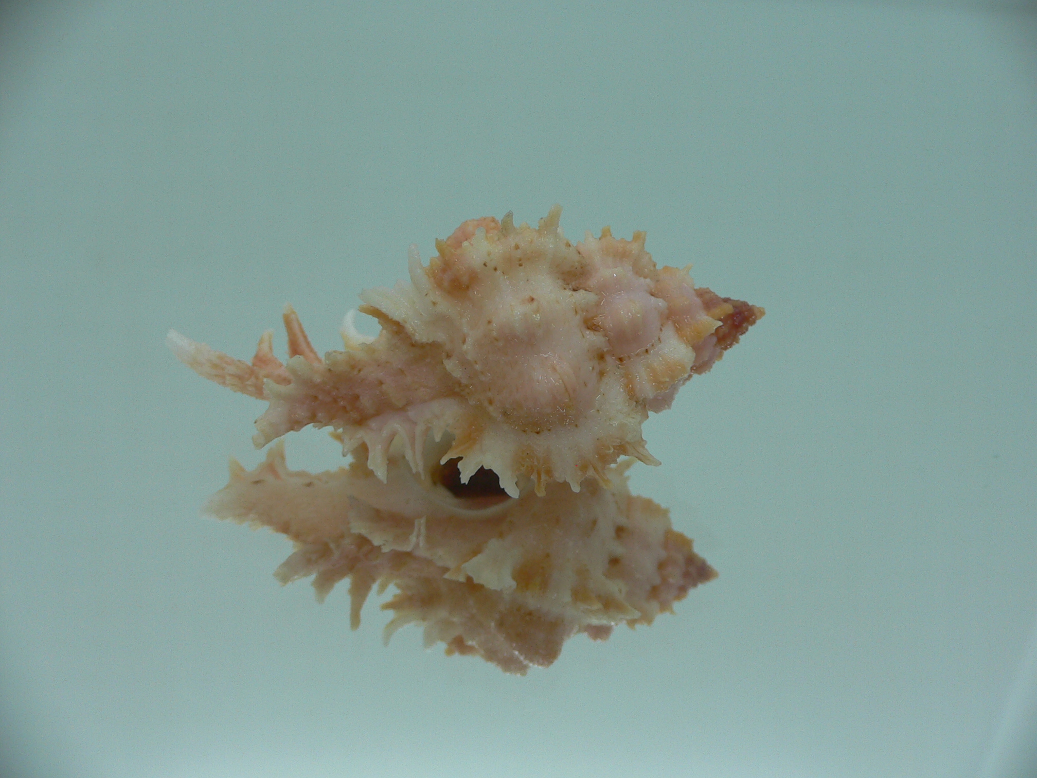 Chicomurex gloriosus PINK