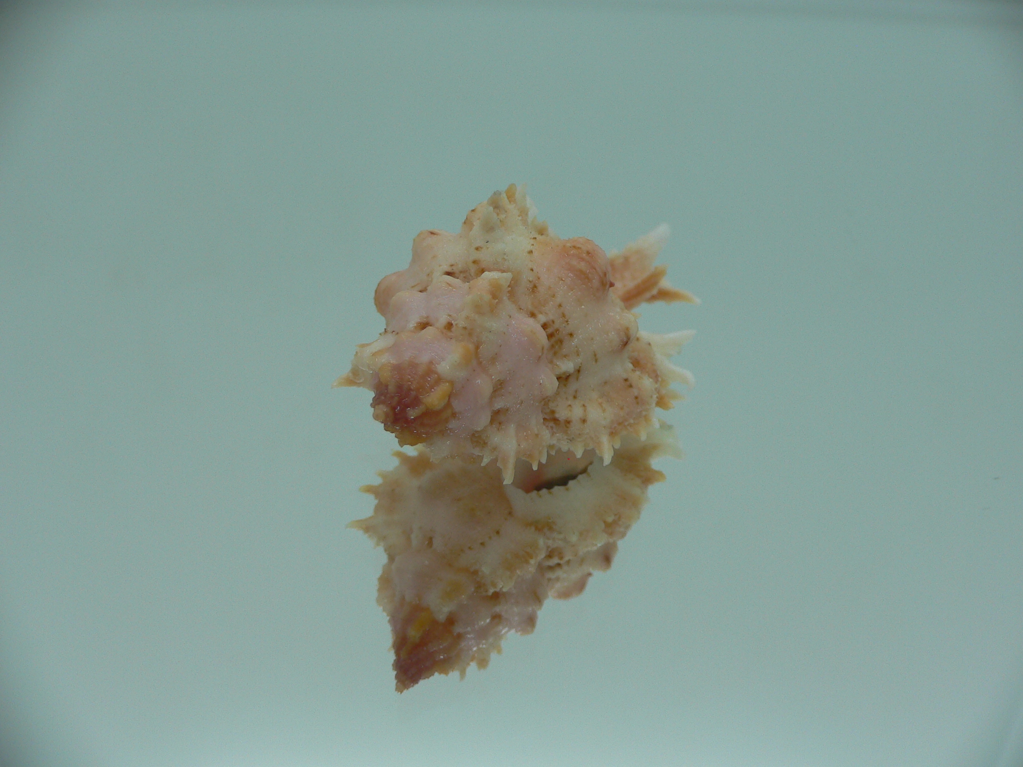 Chicomurex gloriosus PINK