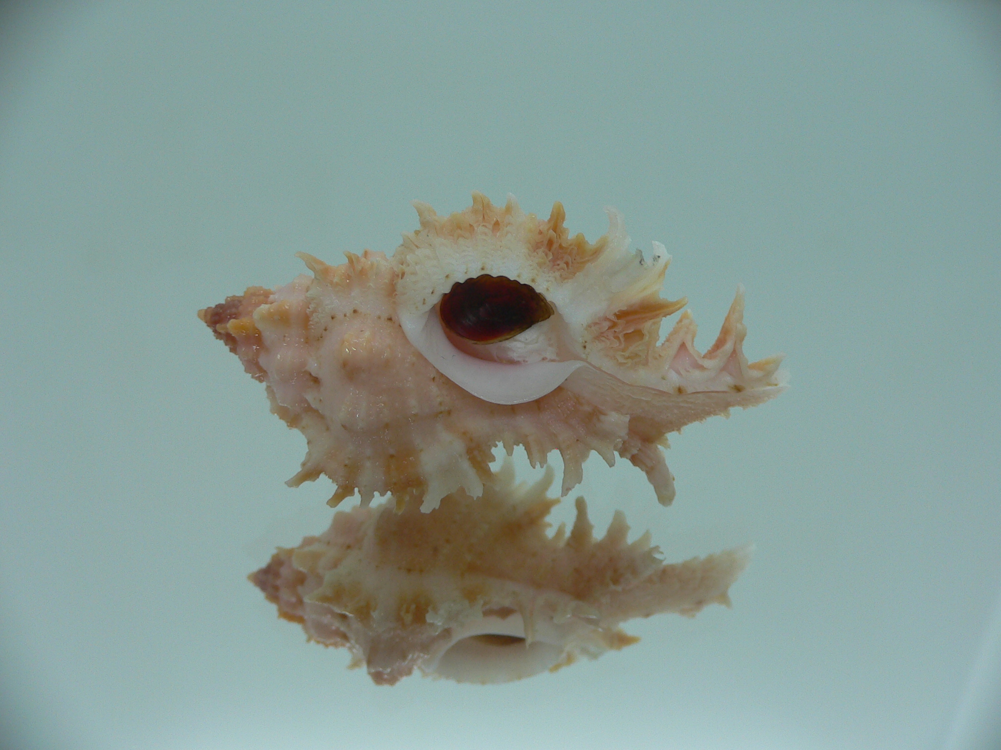 Chicomurex gloriosus PINK