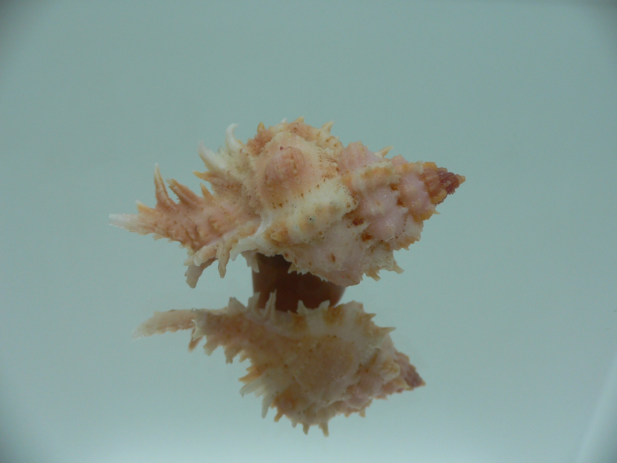 Chicomurex gloriosus PINK