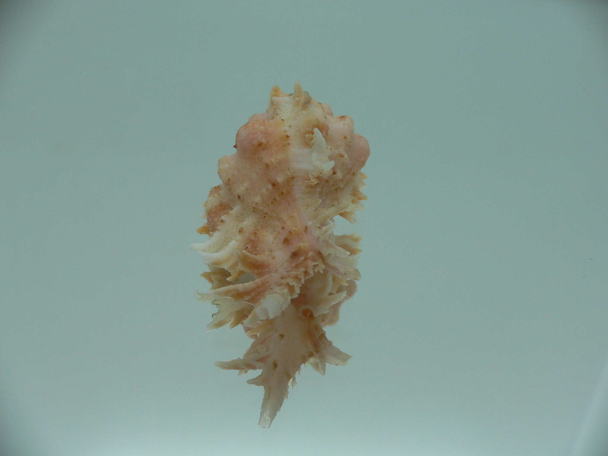 Chicomurex gloriosus PINK
