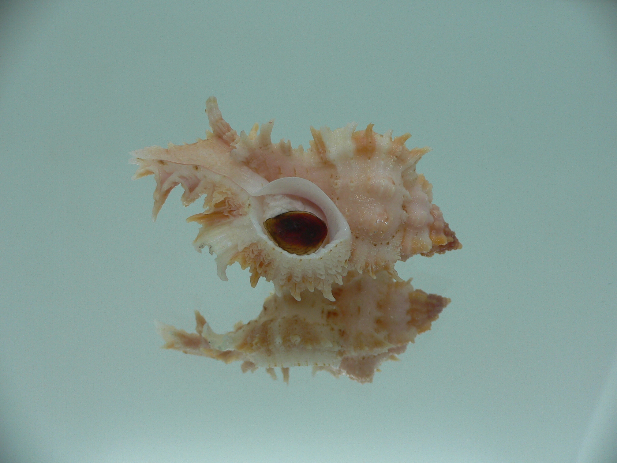 Chicomurex gloriosus PINK