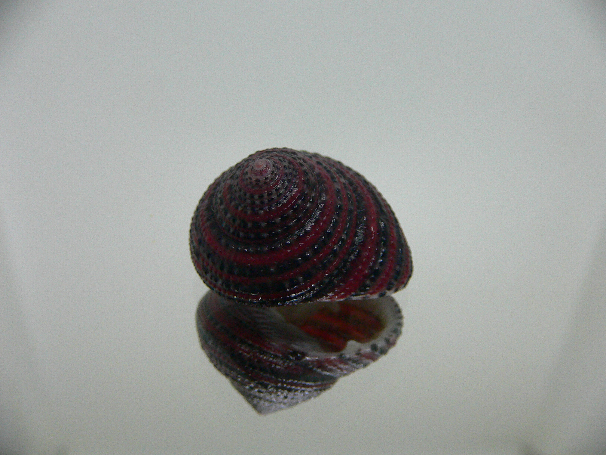 Clanculus pharaonius BIG & VERY DARK