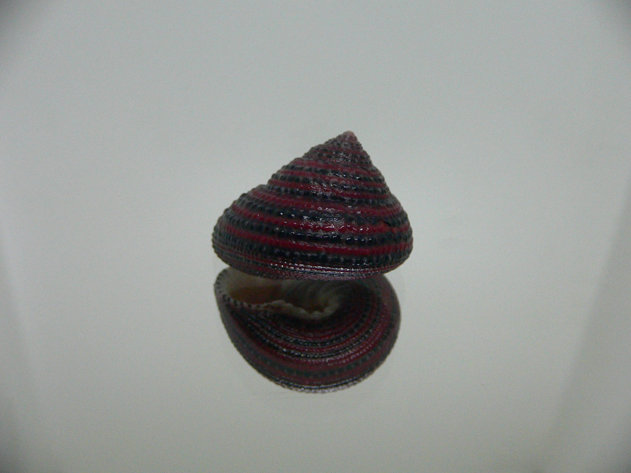 Clanculus pharaonius BIG & VERY DARK