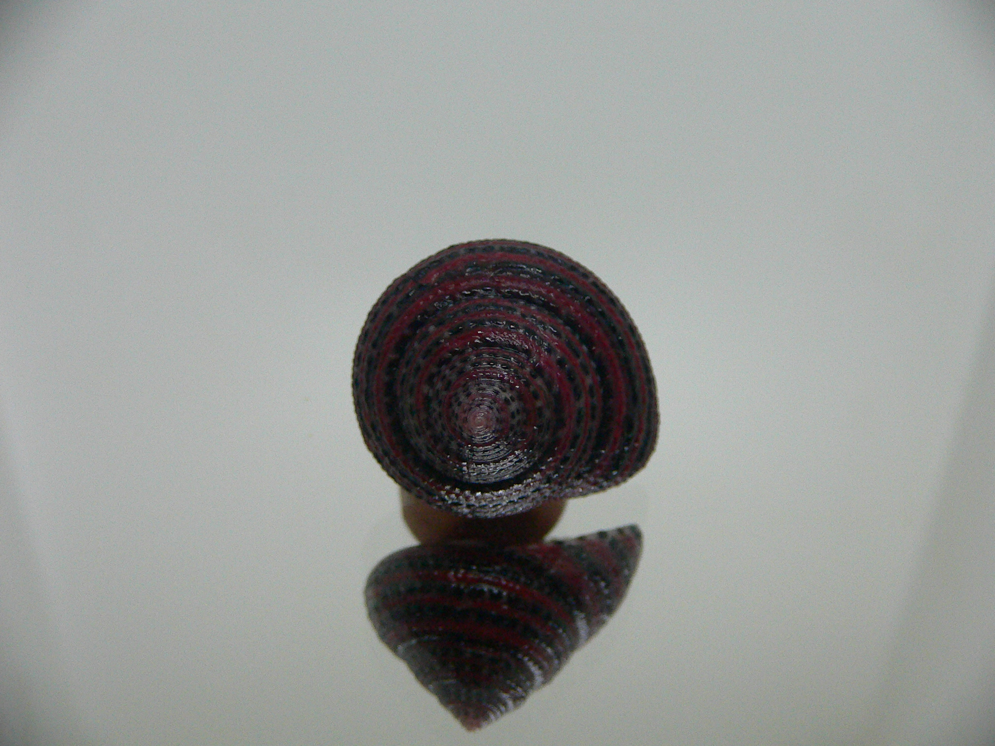 Clanculus pharaonius BIG & VERY DARK