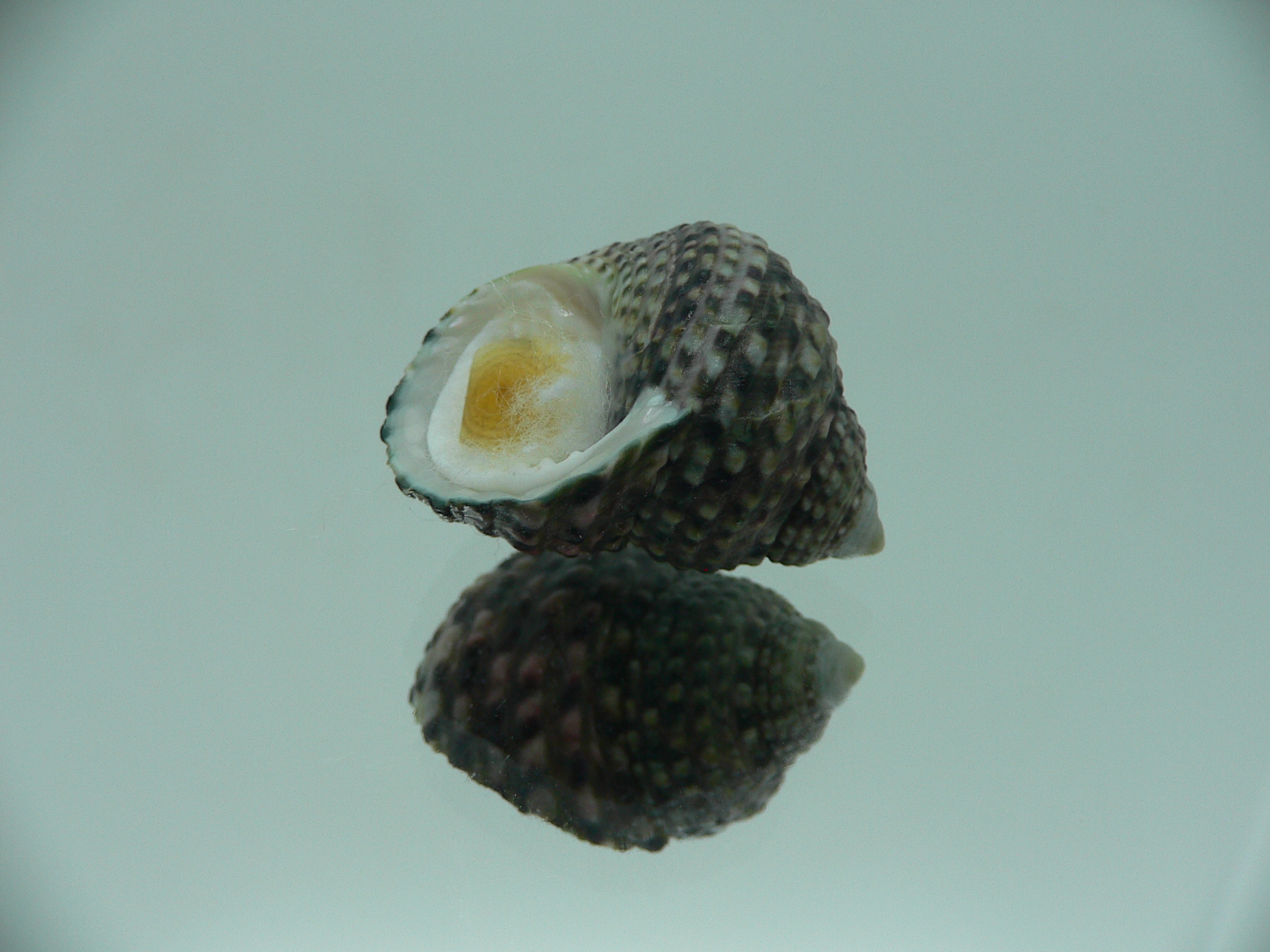 Monodonta labio labio IDEAL & GREEN