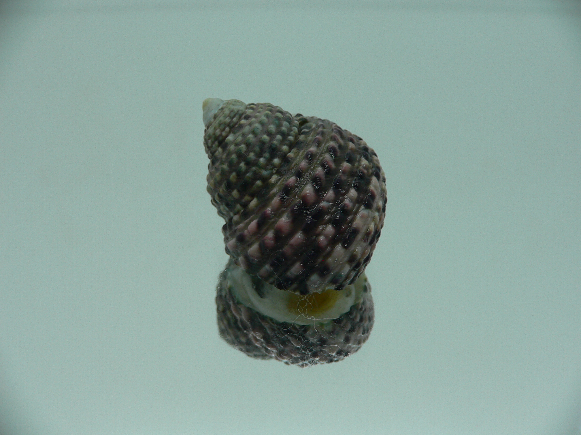 Monodonta labio labio IDEAL & GREEN