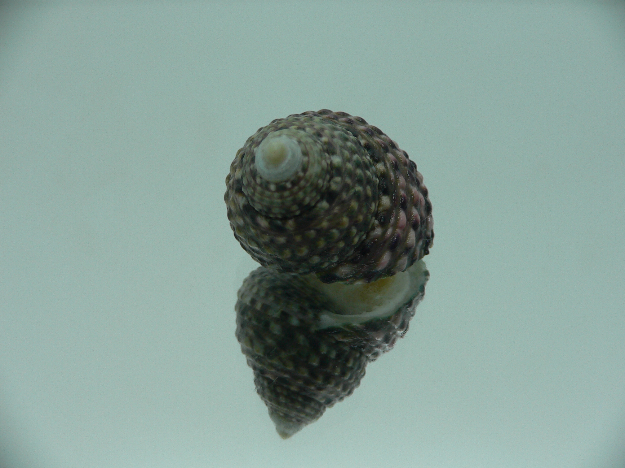 Monodonta labio labio IDEAL & GREEN